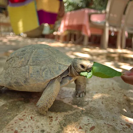 Garden Palace Boutique Hotel