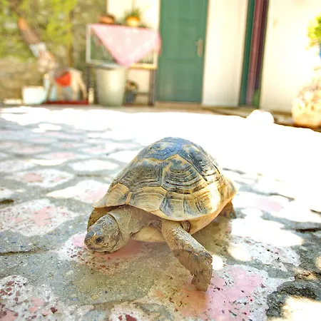 Garden Palace Boutique Hotel Kusadasi